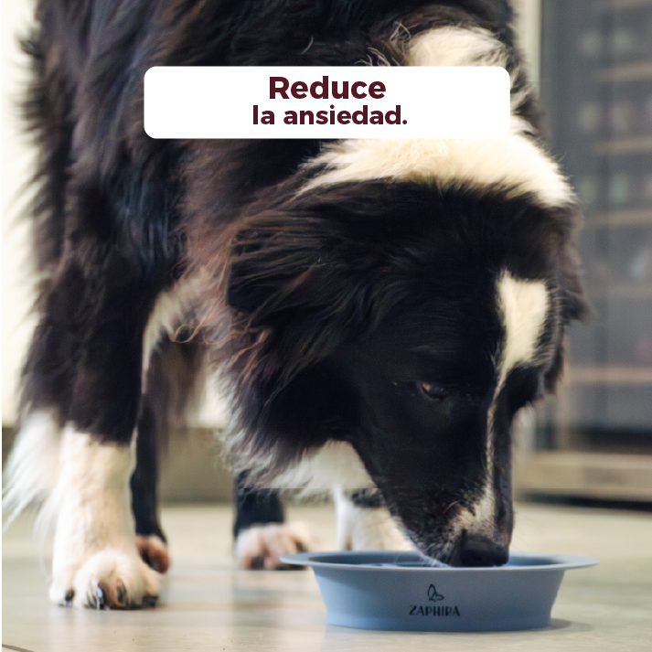 Plato antiestres mascotas