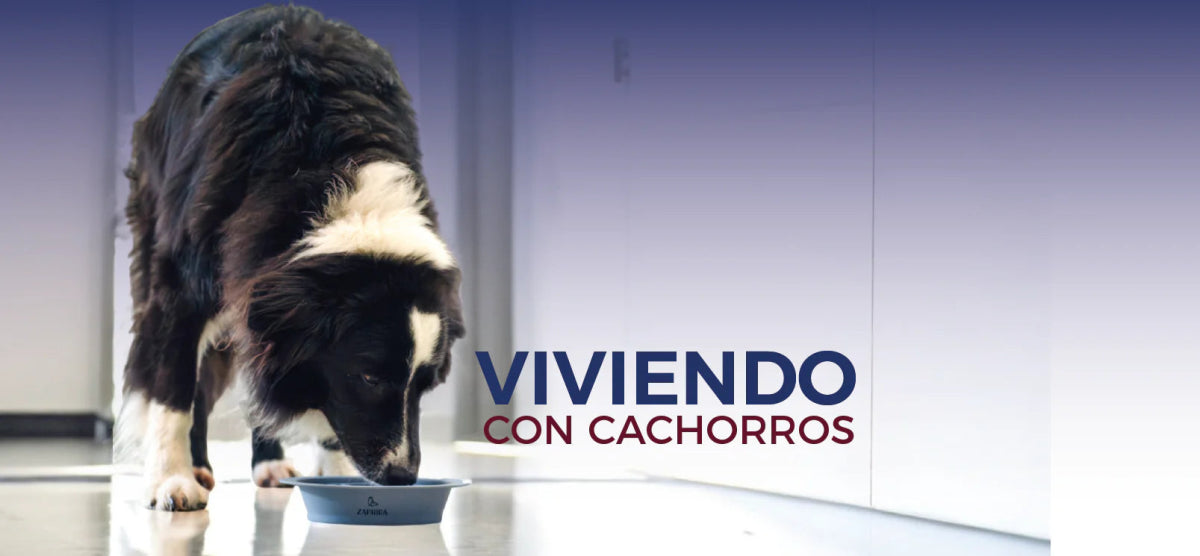 5 beneficios de la alimentacion lenta para tu cachorro y como lograrla - Zaphira Online